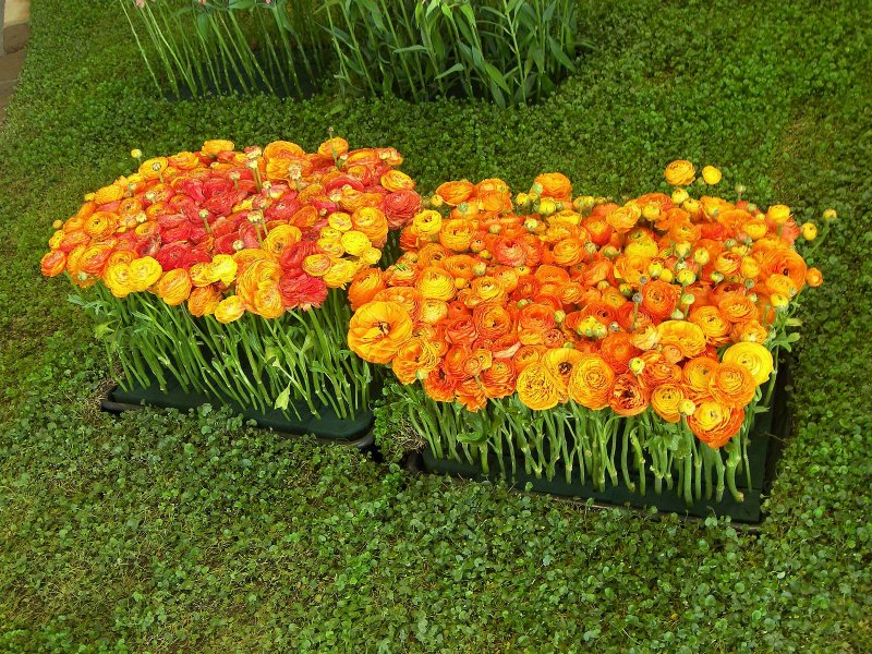Ранункулюсы в цветнике