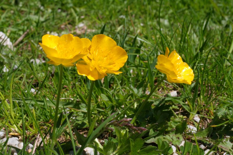 Ranunculus graminifolia