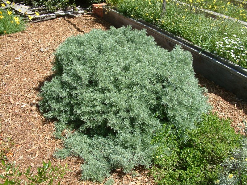 Полынь "Powis Castle" (Artemisia)