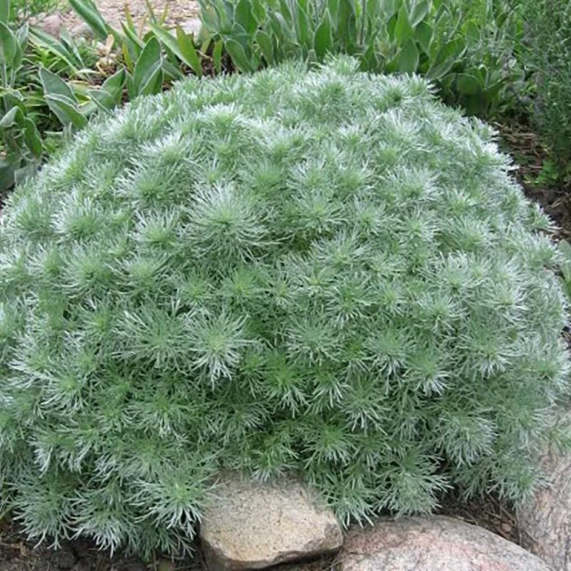 Полынь Шмидта Artemisia schmidtiana Silver Mound