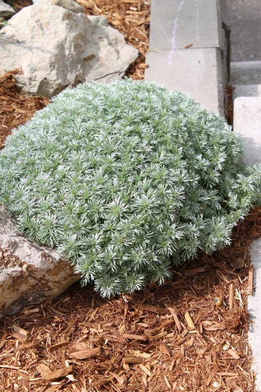 Полынь Шмидта Нана Artemisia schmidtiana Nana