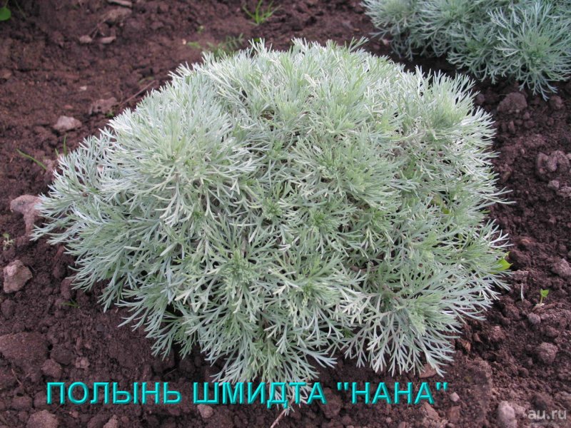 Артемизия Шмидта Нана