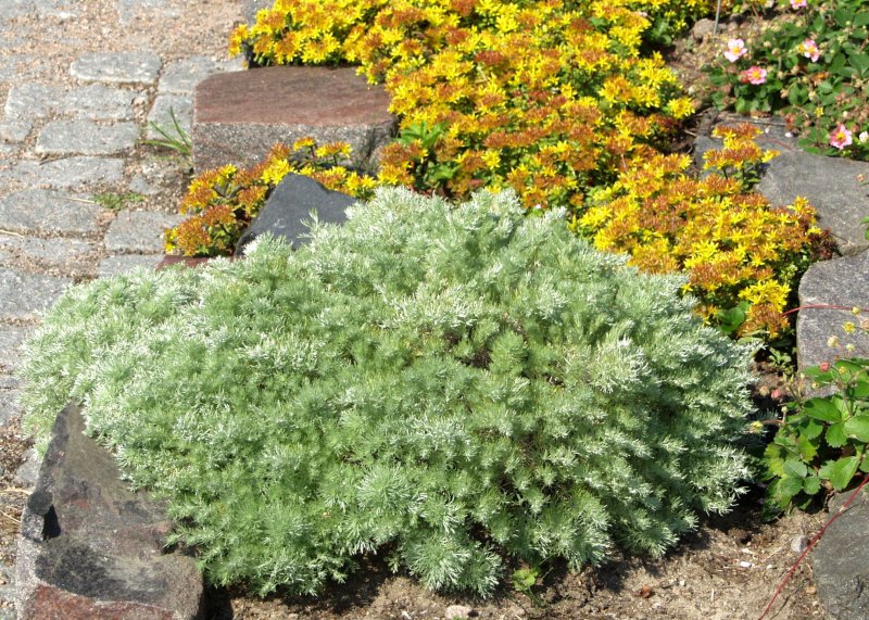 Полынь Шмидта (Artemisia schmidtiana `Nana`)