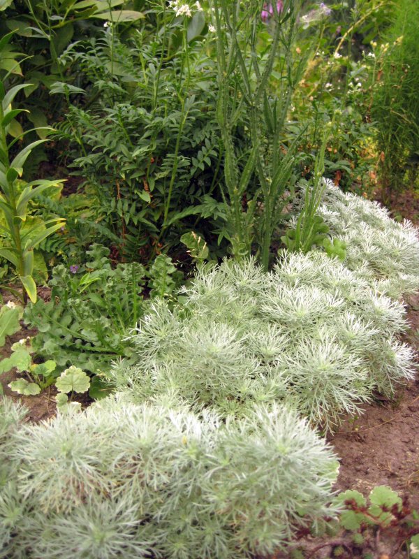 Полынь Шмидта (Artemisia schmidtiana `Nana`)