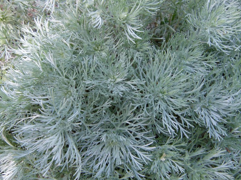 Полынь Шмидта Artemisia schmidtiana