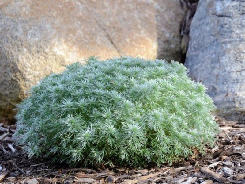 Полынь Шмидта Нана Artemisia schmidtiana Nana