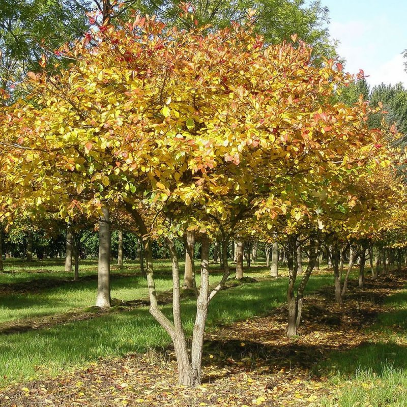 Боярышник сливолистный (Crataegus prunifolia)