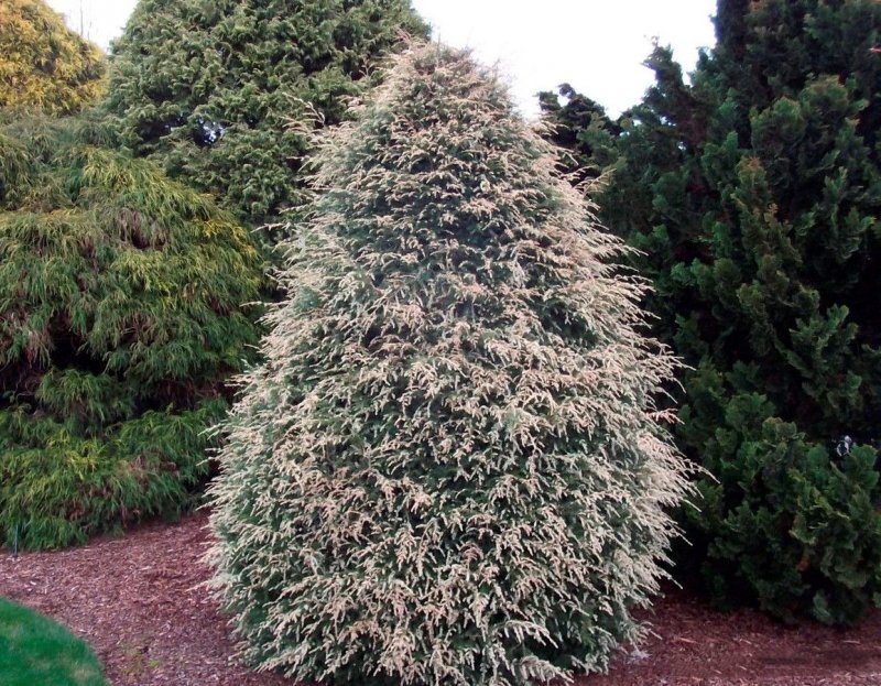 Tsuga canadensis