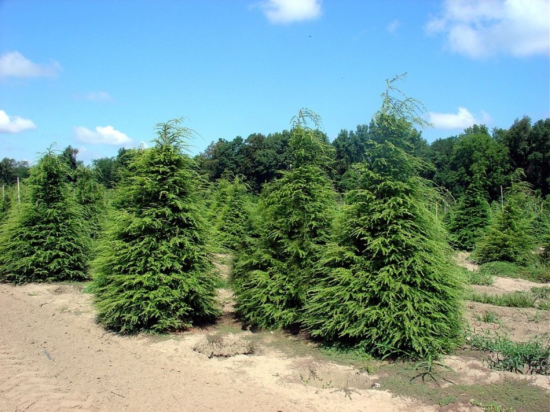 Тсуга канадская Tsuga canadensis
