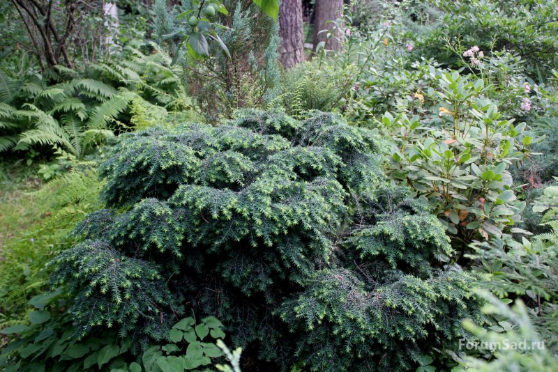 Тсуга канадская джедделох Tsuga canadensis Jeddeloh