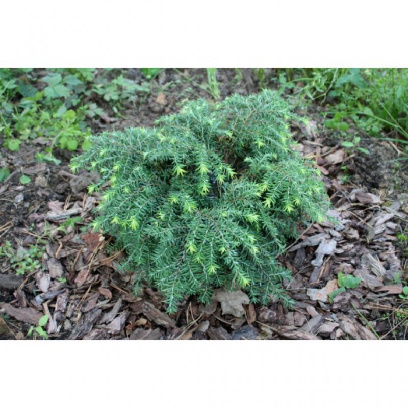 Тсуга канадская (Tsuga canadensis Jeddeloh p9)