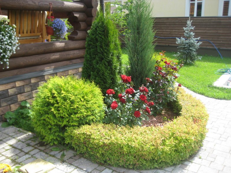 Туя Смарагд Тоскана