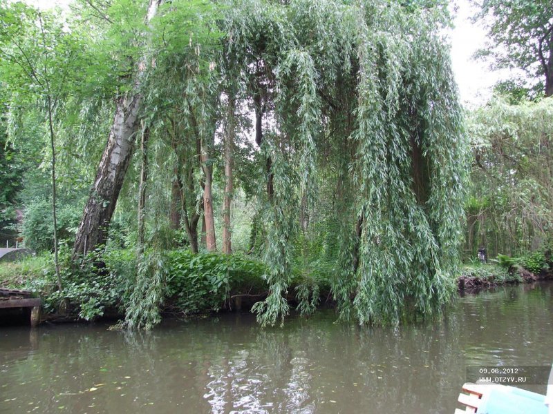 Ива белая водопад