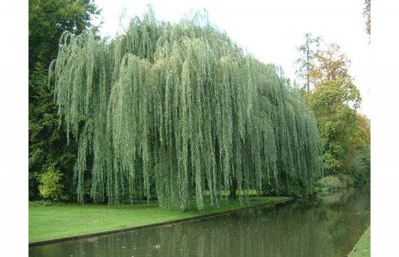 Ива белая pendula