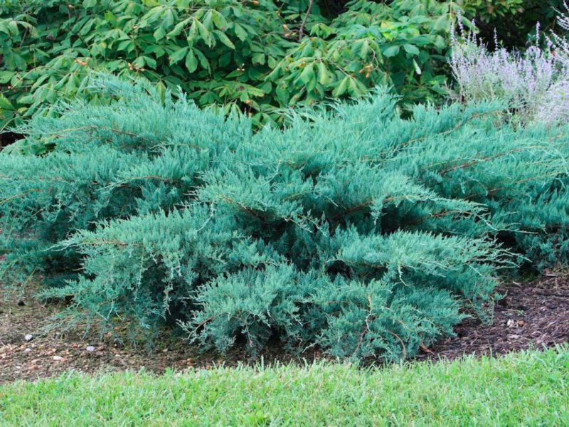 Можжевельник виргинский (Juniperus virginiana)