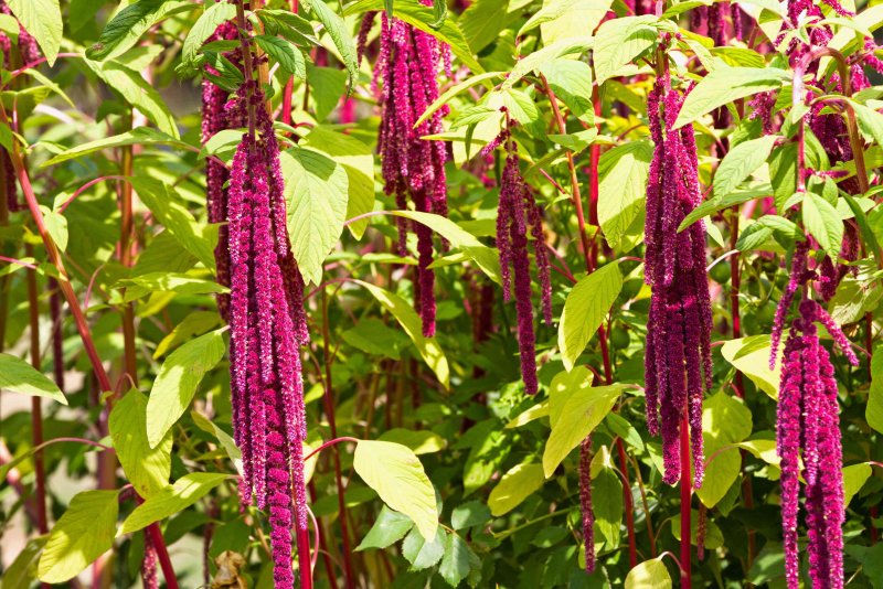 Сидерат Амарант (Amaranthus caudatus)