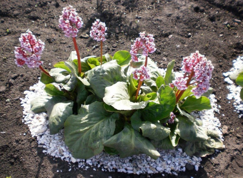 Бадан толстолистный (в. crassifolia)