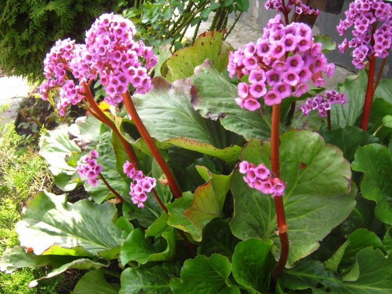 Бадан толстолистный Bergenia crassifolia
