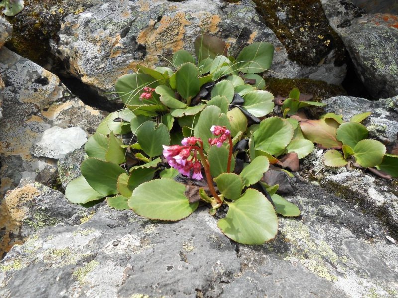Бадана толстолистного (Bergenia crassifolia)