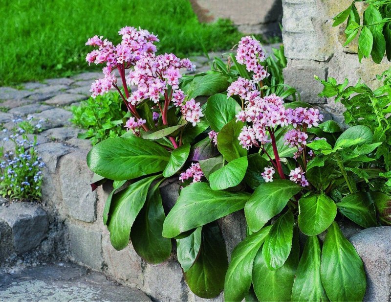 Бадан толстолистный Bergenia crassifolia