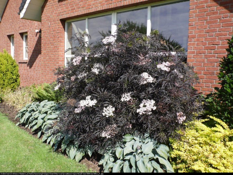 Бузина Sambucus nigra Black Tower