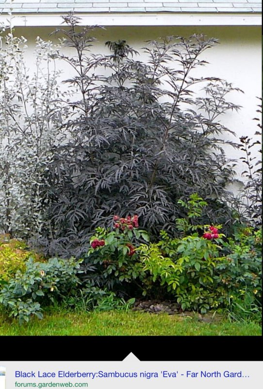 Бузина черная "Black Lace" Блэк Лэйс