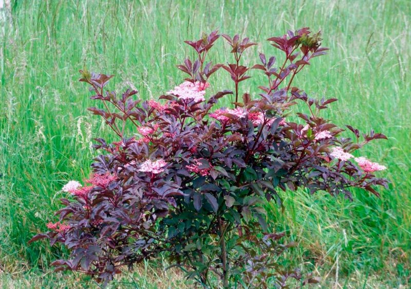 Sambucus nigra Serenade