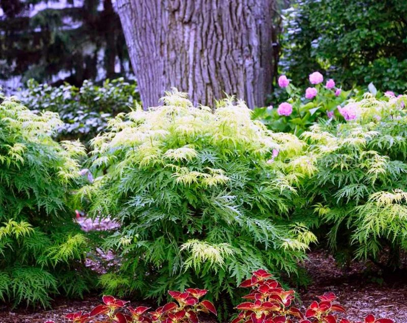 Бузина racemosa Golden Lace