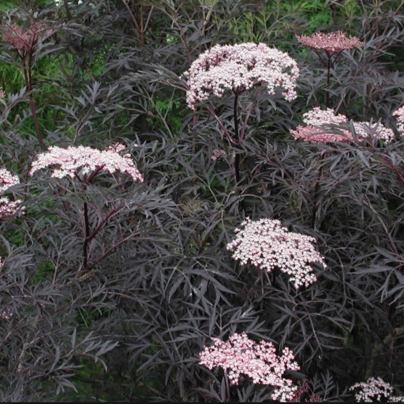 Бузина черная (Sambucus nigra) "Black Lace"