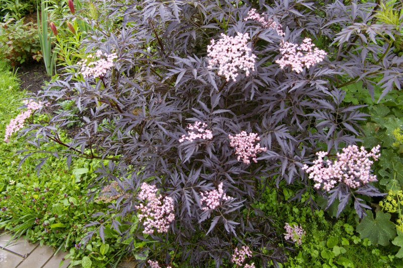 Бузина Sambucus nigra Black Tower