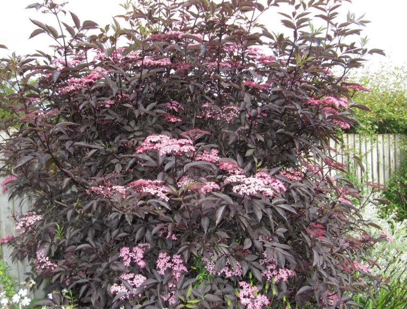 Бузина чёрная Блэк Бьюти (Sambucus nigra Black Beauty) с3