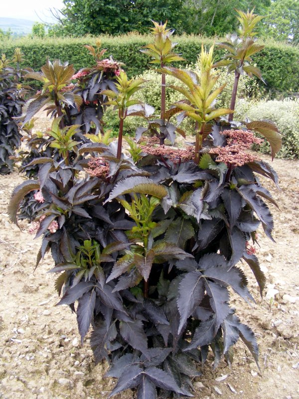 Sambucus nigra Black Tower