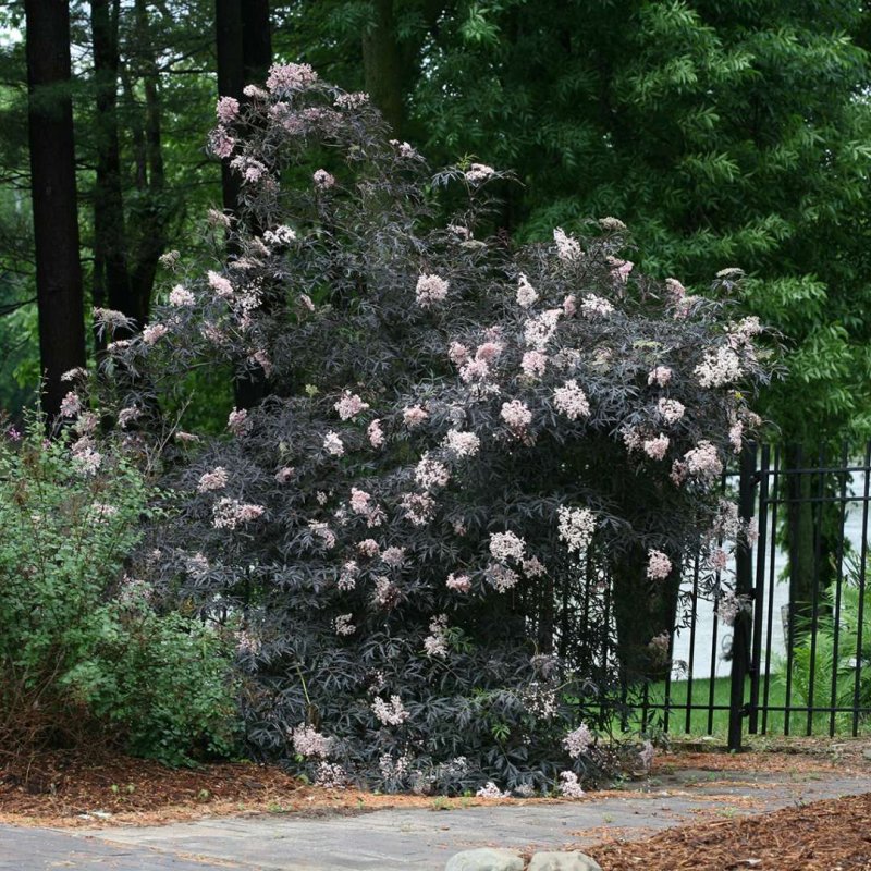 Куст Black Lace Sambucus nigra