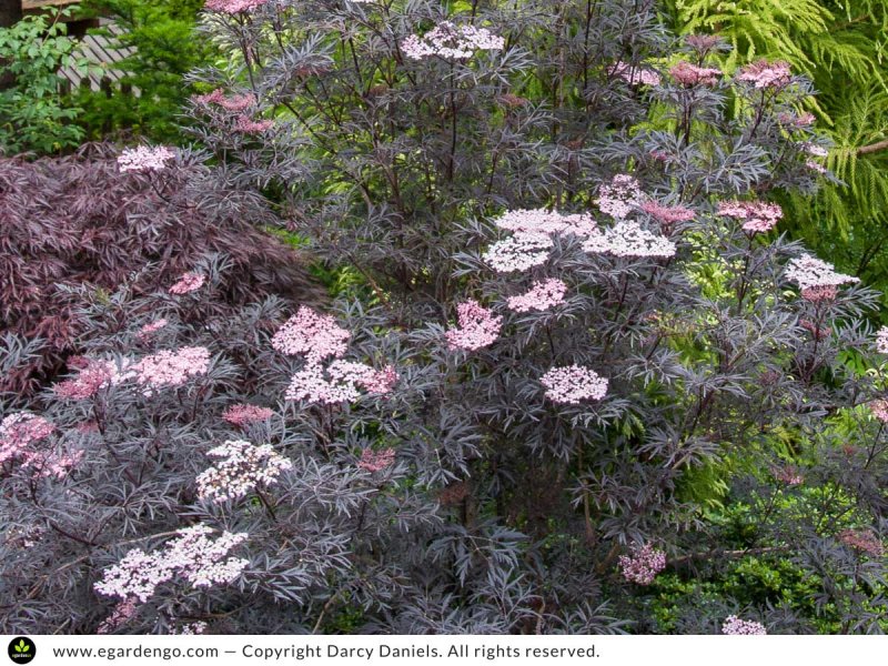 Sambucus (Бузина) nigra Black Lace Eva