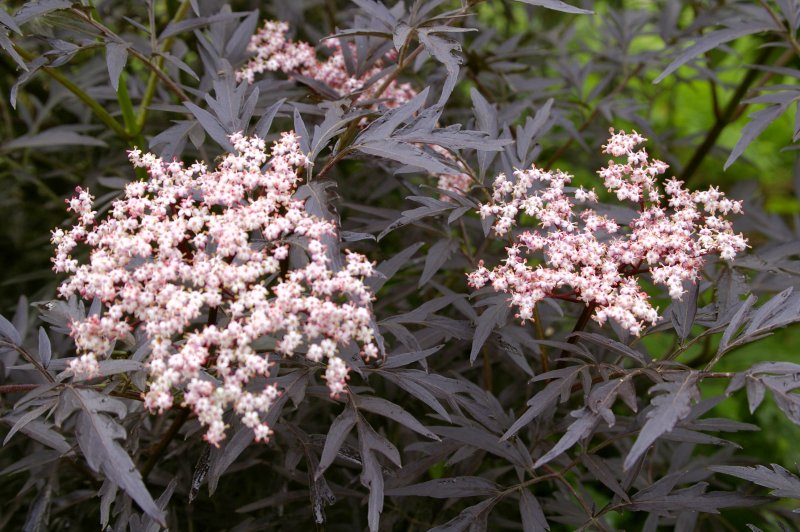 Бузина черная `Блэк Лэйс` Sambucus nigra `Black Lace`