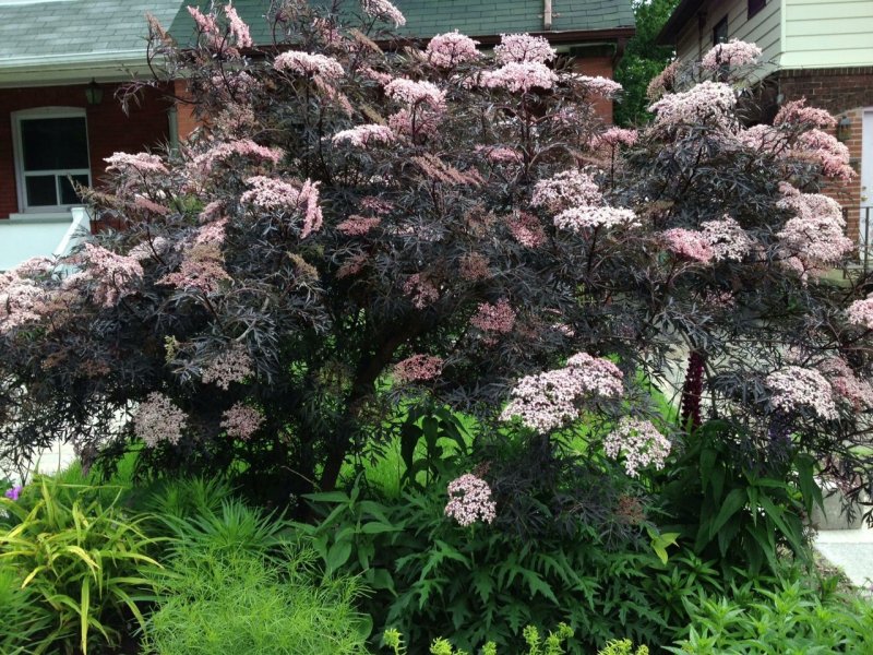 Бузина Sambucus nigra Black Tower