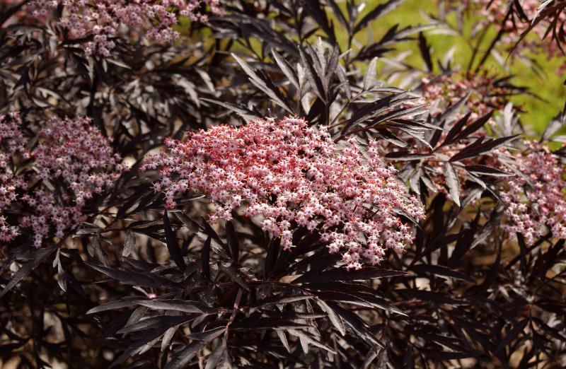 Sambucus nigra Black Lace