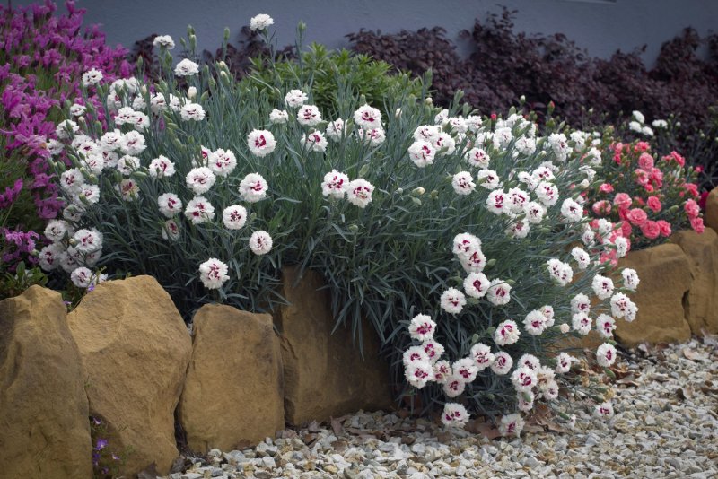 Dianthus plumarius ine
