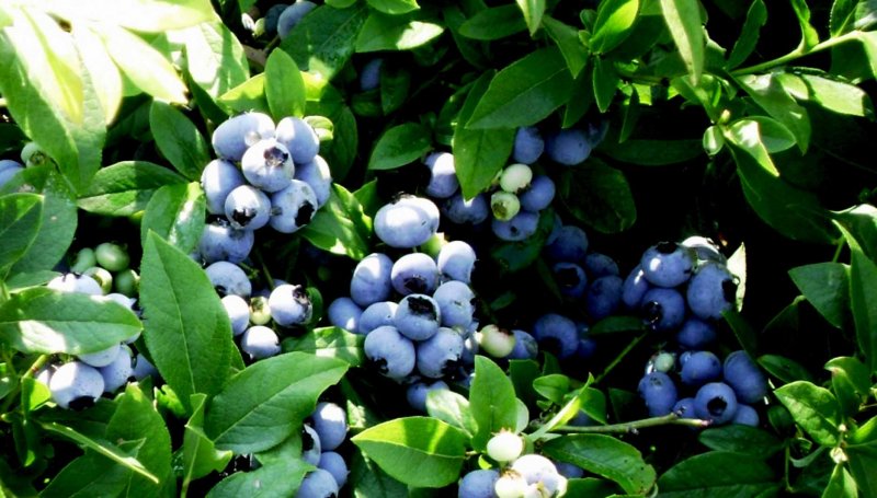 Голубика Блюкроп куст