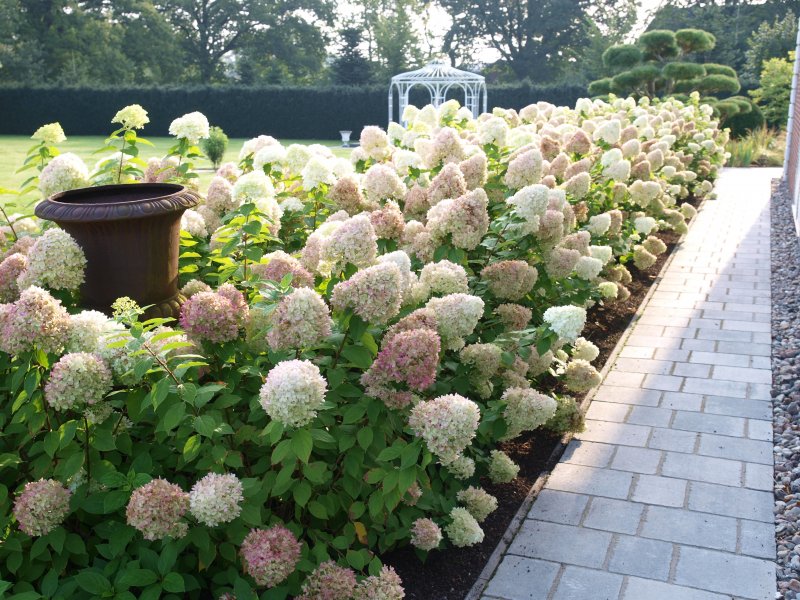 Гортензия грандифлора grandiflora