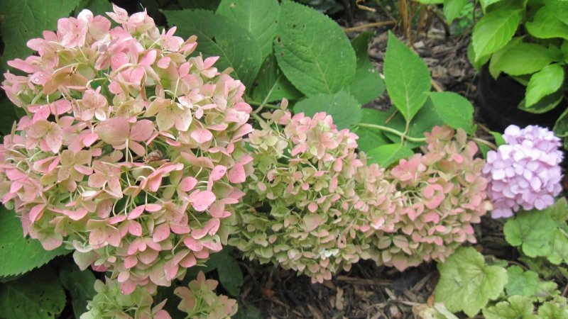 Гортензия метельчатая (Hydrangea paniculata `pastelgreen`)