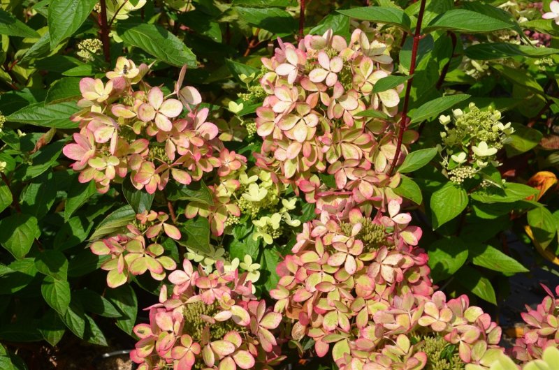 Гортензия метельчатая (Hydrangea paniculata `pastelgreen`)