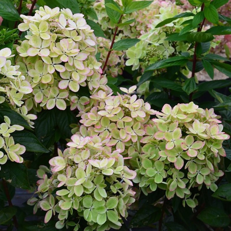 Гортензия метельчатая (Hydrangea paniculata `pastelgreen`)