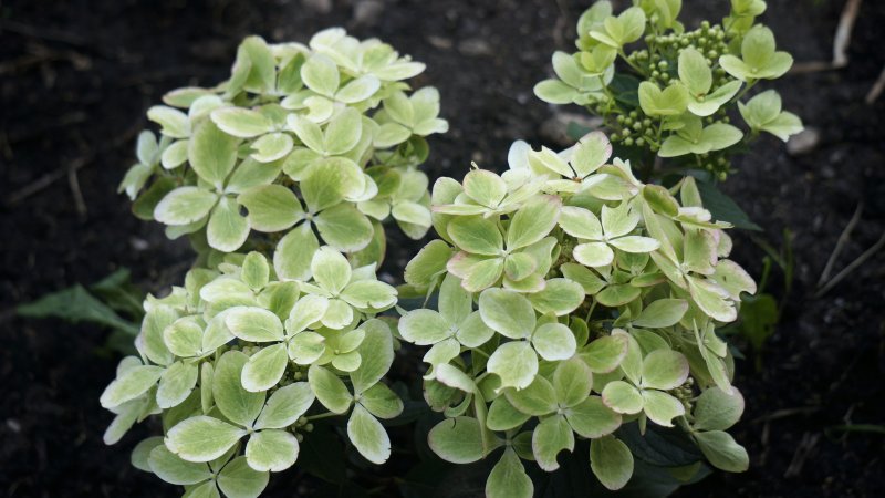Гортензия метельчатая Литтл лайм (little Lime)
