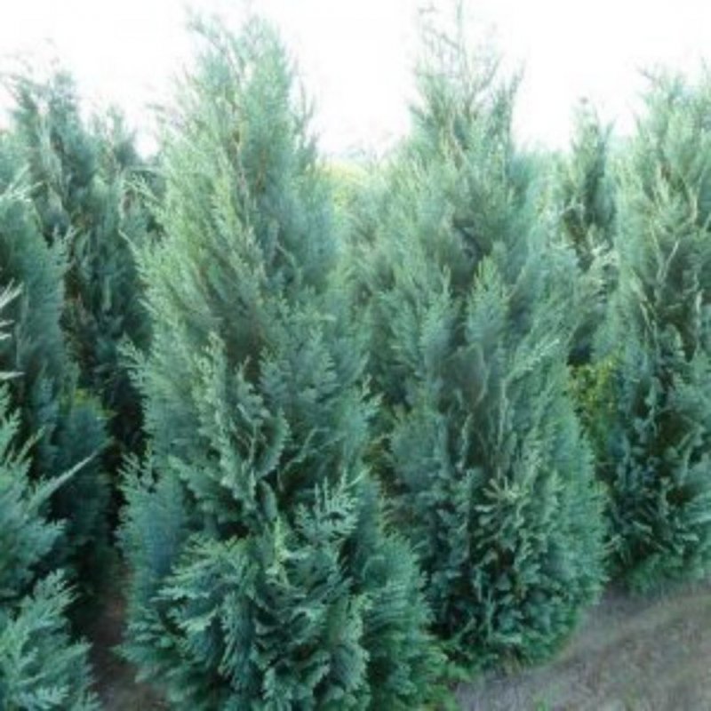 Кипарисовик Колумнарис