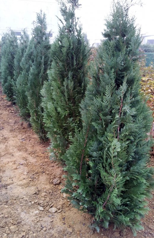 Chamaecyparis lawsoniana Pelts Blue кипарисовик