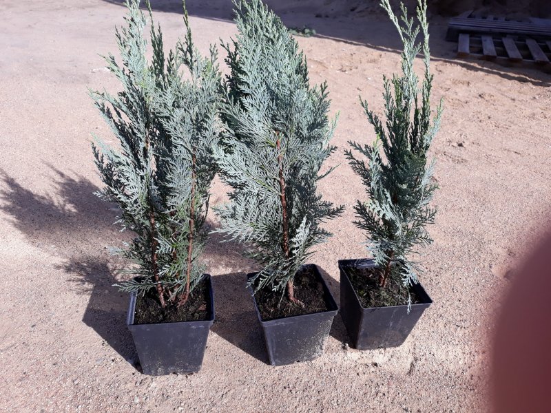 Chamaecyparis lawsoniana columnaris
