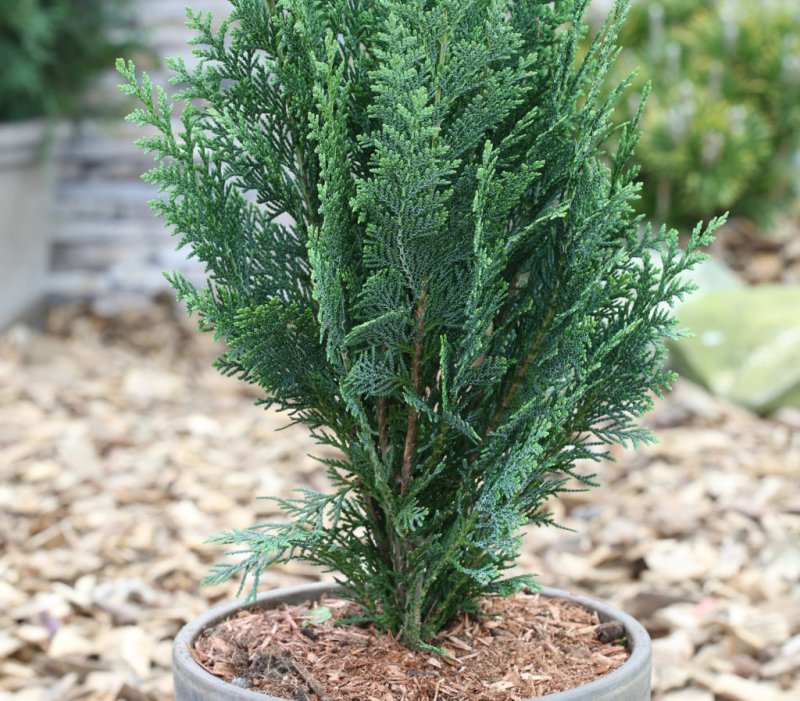Кипарисовик Лавсона Olbrichii