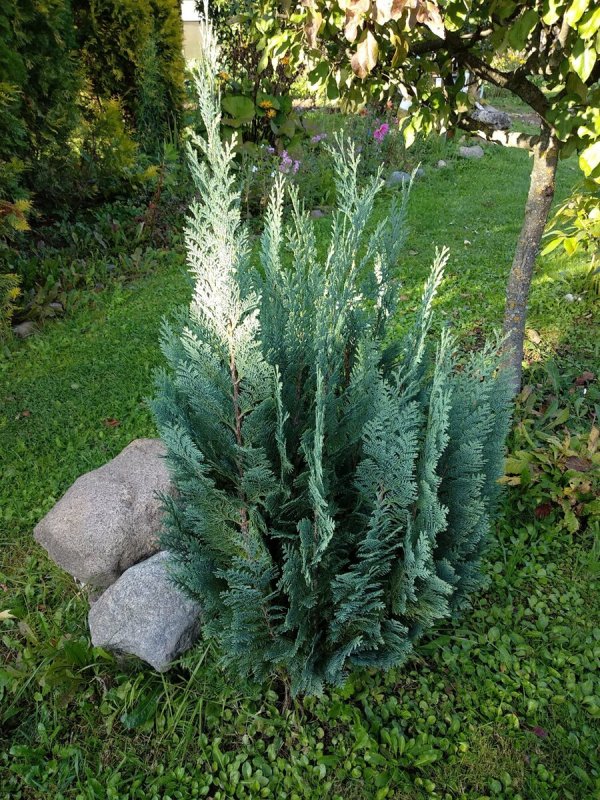 Chamaecyparis lawsoniana columnaris