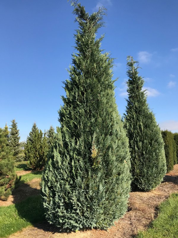 Кипарисовик Лавсона (Chamaecyparis lawsoniana Ellwoodii c1 40-45)